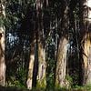 Eucalyptus sur Wendy Bos