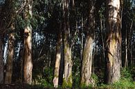 Eucalyptus van Wendy Bos thumbnail