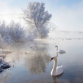 Icy Swan Lake van Edwin van Nuil