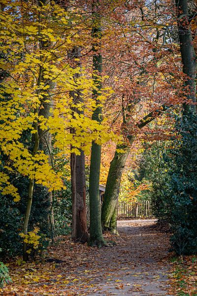 Sentier d'automne par Jose Gieskes