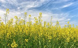 Yellow rape field by Andreas Föll
