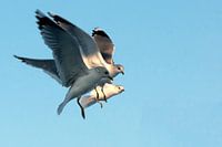 Black headed gulls