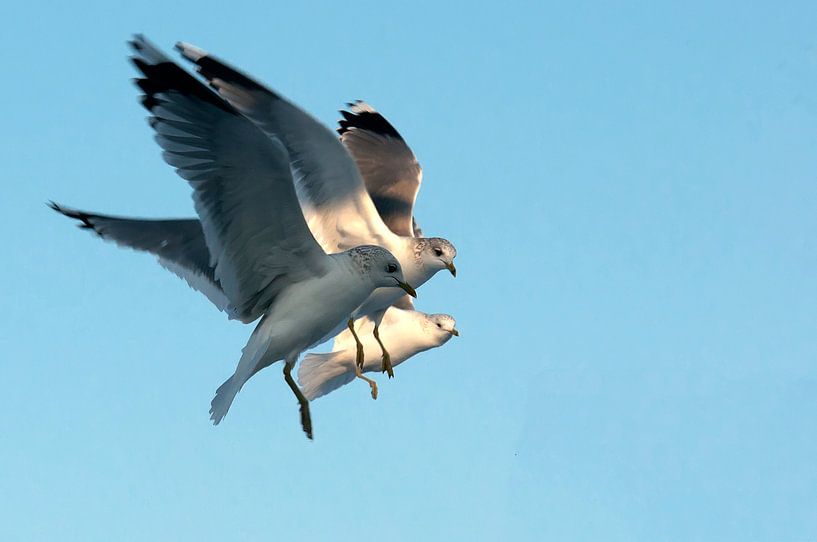 Black headed gulls by Ger van Beek