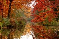 Herfst van Violetta Honkisz thumbnail