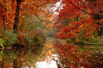 Autumn by Violetta Honkisz