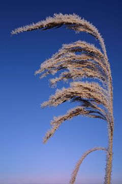Bevroren gras bloem van Ulrike Leone