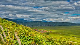 Autumn Alsace by Tanja Voigt