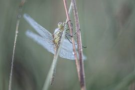 Libellen und Prachtlibellen Teil 13 von Tania Perneel