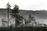 Mist in het dennenbos van @ GeoZoomer thumbnail