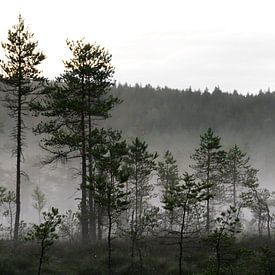 Brouillard dans la forêt de pins sur @ GeoZoomer