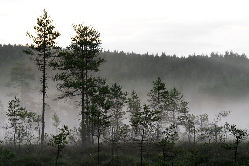 Mist in het dennenbos van @ GeoZoomer