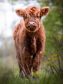 Scottish highland calf by Maurice Bachman