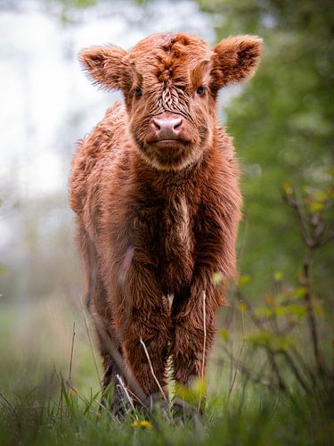 Scottish highland calf