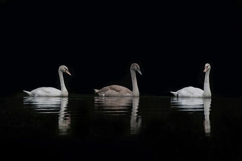 Schwäne, oder wenn Osten auf Westen trifft