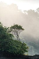 Nebliger Morgen im Regenwald - Küste - Costa Rica