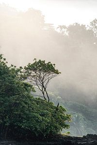 Nebliger Morgen im Regenwald - Küste - Costa Rica