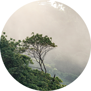 Mistige Ochtend in het Regenwoud kust Costa Rica