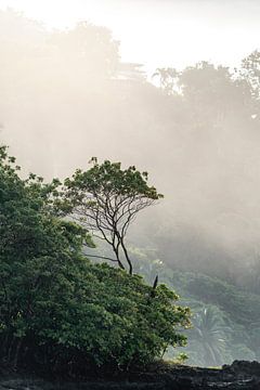 Mistige Ochtend in het Regenwoud - kust - Costa Rica van Femke Ketelaar