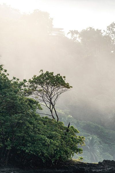 Mistige Ochtend in het Regenwoud kust Costa Rica van Femke Ketelaar