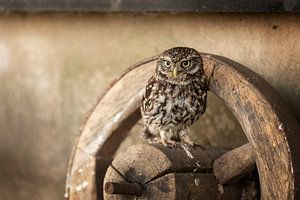 Petit hibou sur une vieille roue