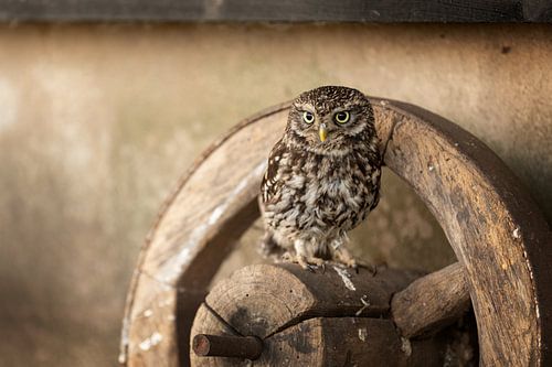 Little owl on an old wheel