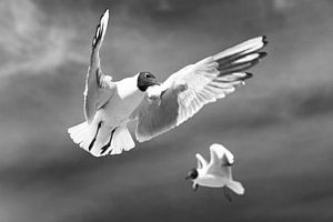 Mouettes volantes