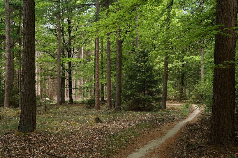 Drenths forest path by Madeltijntje