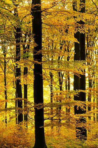 Black yellow striped