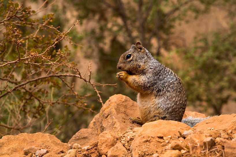 Grand Canyon squirrel by Peter Leenen