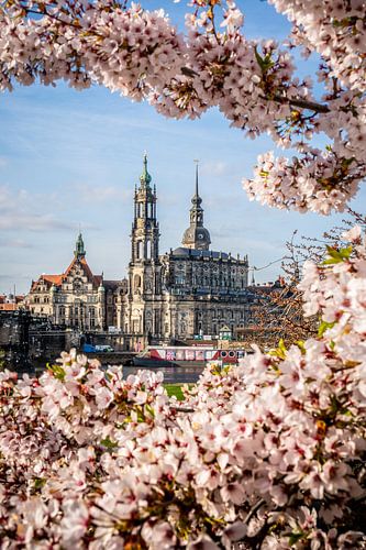 Spring Awakening in Dresden – A View Through the Cherry Blossoms