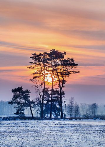 Winter scene with snow covered wetland and colorful sunrise_1