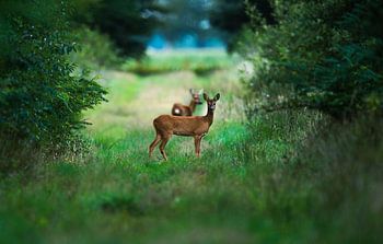 Reegeit in de vroege Morgen 