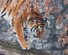Un tigre sur un arbre tombé, sur fond de plantes et de rochers flétris par l'automne, un tigre s'app sur Michael Semenov