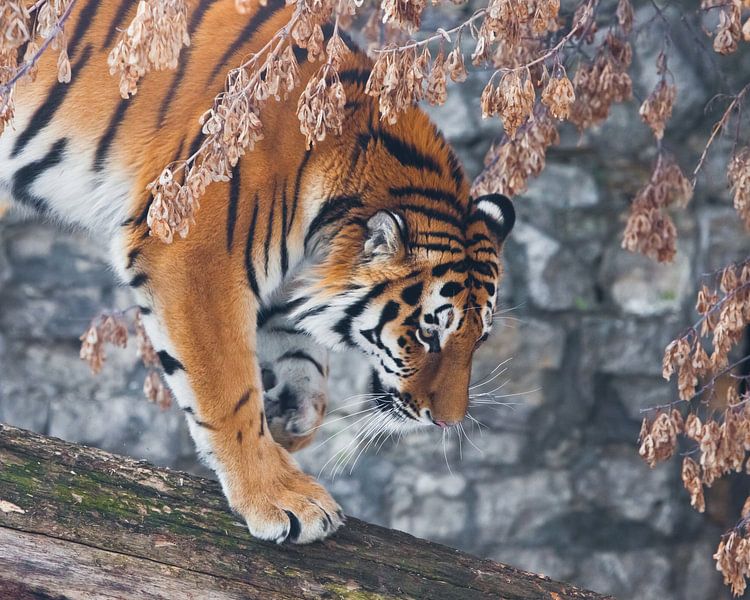 Een tijger op een omgevallen boom tegen de achtergrond van herfstige verwelkte planten en rotsen, ee van Michael Semenov