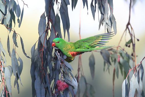 geschubde lorrikiet op zoek naar voedsel koningin-land australië