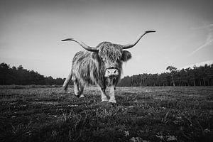 Scottish Highlander en noir et blanc | photographie de la nature et de la faune sur Marijn Alons