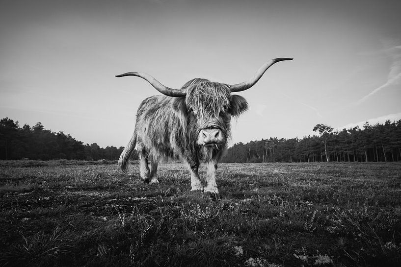 Schottische Highlander in schwarz-weiß | Naturfotografie und Tierwelt von Marijn Alons