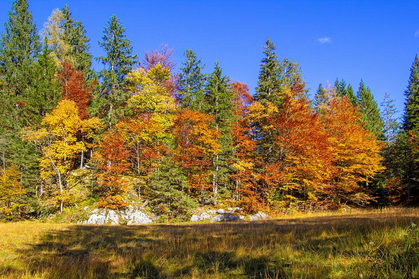 My autumn forest in beautiful Pongau by Christa Kramer