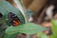 Heliconius Hecale