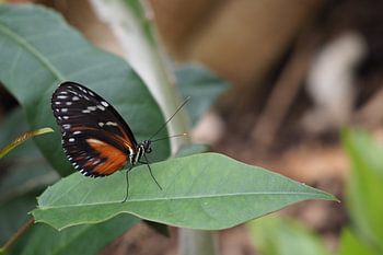 Helikonius Hecale