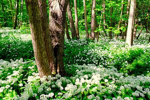 Im Bärlauchwald