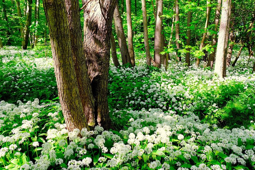 In the wild garlic forest by Ostsee Bilder