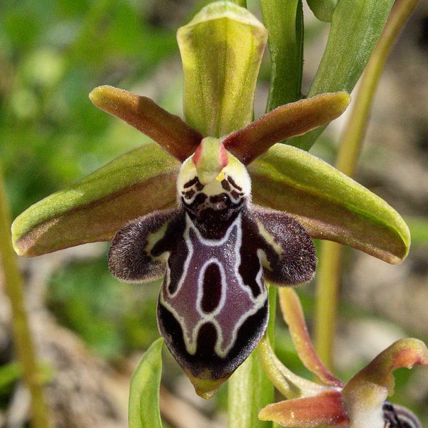 Ophrys cretica van Marcel Jagt