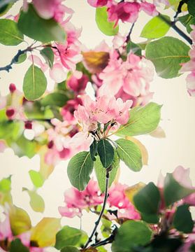 Flower of hawthorn by tim eshuis