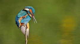 kingfisher by H. Kiewiet
