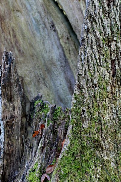 Foto mit Linien aus der Natur, das einen hohlen Baum zeigt. von Lilian Tol