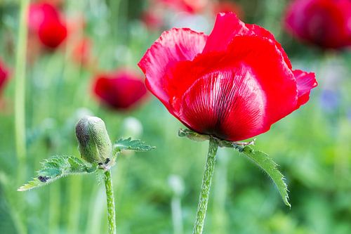 Red corn poppy with flower bud