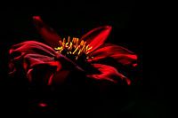 Zwart/Rood