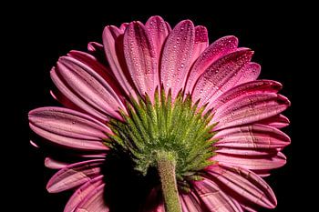 Close-up of a pink Gerbera against a black background
