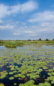 Stehendes Panorama vom Naardermeer, dem ersten Naturschutzgebiet von Natuurmonumenten